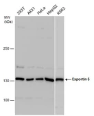 Anti-Exportin 5 antibody used in Western Blot (WB). GTX130727