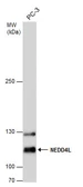 Anti-NEDD4L antibody used in Western Blot (WB). GTX130730