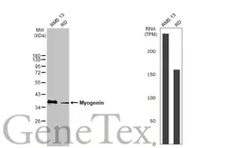 Anti-Myogenin antibody used in Western Blot (WB). GTX130733