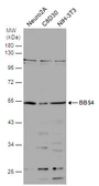 Anti-BBS4 antibody used in Western Blot (WB). GTX130737