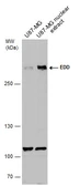 Anti-EDD antibody used in Western Blot (WB). GTX130759