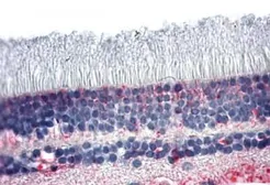 Anti-NR2E3 antibody used in IHC (Paraffin sections) (IHC-P). GTX13081