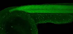 Anti-Atp6v1b2 antibody used in IHC (Whole mount) (IHC-Wm). GTX130820