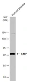 Anti-C4BP antibody used in Western Blot (WB). GTX130821