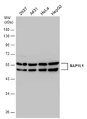 Anti-NAP1L1 antibody used in Western Blot (WB). GTX130866