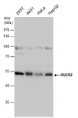 Anti-NUCB2 antibody used in Western Blot (WB). GTX130943