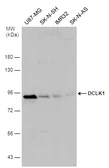 Anti-DCLK1 antibody used in Western Blot (WB). GTX130959