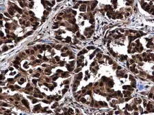 Anti-NOL5A antibody used in IHC (Paraffin sections) (IHC-P). GTX130973