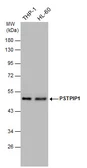 Anti-PSTPIP1 antibody used in Western Blot (WB). GTX131024