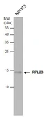 Anti-RPL23 antibody used in Western Blot (WB). GTX131029