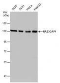 Anti-RAB3GAP1 antibody used in Western Blot (WB). GTX131054