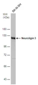 Anti-Neuroligin 3 antibody used in Western Blot (WB). GTX131085