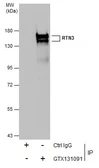 Anti-RTN3 antibody used in Immunoprecipitation (IP). GTX131091