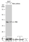 Anti-PBK antibody used in Western Blot (WB). GTX131112