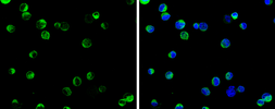 Anti-SELK antibody used in Immunocytochemistry/ Immunofluorescence (ICC/IF). GTX131124