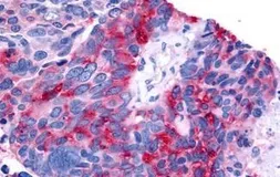Anti-ROR beta antibody used in IHC (Paraffin sections) (IHC-P). GTX13113