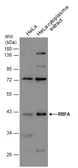 Anti-RBFA antibody used in Western Blot (WB). GTX131133