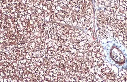 Anti-UCP1 antibody used in IHC (Paraffin sections) (IHC-P). GTX131207