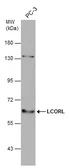 Anti-LCORL antibody used in Western Blot (WB). GTX131236