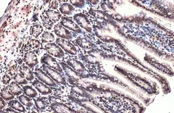 Anti-ARID5B antibody used in IHC (Paraffin sections) (IHC-P). GTX131249