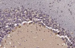Anti-GDF6 antibody used in IHC (Paraffin sections) (IHC-P). GTX131252