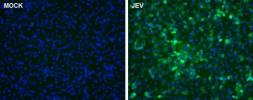 Anti-Japanese encephalitis virus NS5 antibody used in Immunocytochemistry/ Immunofluorescence (ICC/IF). GTX131359