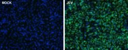 Anti-Japanese encephalitis virus Core protein C antibody used in Immunocytochemistry/ Immunofluorescence (ICC/IF). GTX131368