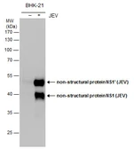 Anti-Japanese encephalitis virus NS1 antibody used in Western Blot (WB). GTX131370