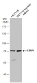 Anti-ESRP1 antibody used in Western Blot (WB). GTX131373
