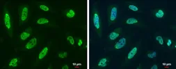 Anti-RBM8A antibody used in Immunocytochemistry/ Immunofluorescence (ICC/IF). GTX131387