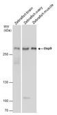 Anti-Usp9 antibody used in Western Blot (WB). GTX131402