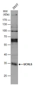 Anti-UCHL5 antibody used in Western Blot (WB). GTX131407