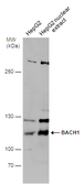 Anti-BACH1 antibody used in Western Blot (WB). GTX131429