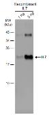 Anti-IL7 antibody used in Western Blot (WB). GTX131448