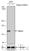 Anti-Raptor antibody used in Western Blot (WB). GTX131508