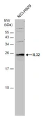 Anti-IL32 antibody used in Western Blot (WB). GTX131565