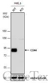 Anti-CD44 antibody used in Western Blot (WB). GTX131669