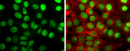 Anti-TIF1 gamma antibody used in Immunocytochemistry/ Immunofluorescence (ICC/IF). GTX131686