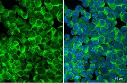 Anti-CD169 antibody used in Immunocytochemistry/ Immunofluorescence (ICC/IF). GTX131703