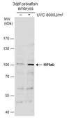 Anti-Hif1ab antibody used in Western Blot (WB). GTX131826