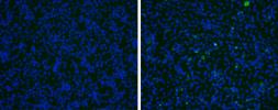 Anti-Japanese encephalitis virus prM antibody used in Immunocytochemistry/ Immunofluorescence (ICC/IF). GTX131833