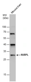Anti-Nucleotide binding protein like antibody used in Western Blot (WB). GTX131851