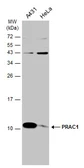 Anti-PRAC1 antibody used in Western Blot (WB). GTX131861