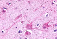 Anti-mGluR2 antibody used in IHC (Paraffin sections) (IHC-P). GTX13192