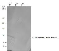 Anti-West Nile virus Capsid protein antibody used in Western Blot (WB). GTX131947