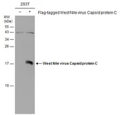 Anti-West Nile virus Capsid protein antibody used in Western Blot (WB). GTX131947