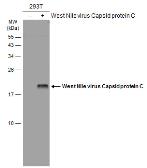 Anti-West Nile virus Capsid protein antibody used in Western Blot (WB). GTX131947