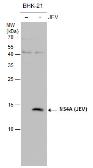 Anti-Japanese encephalitis virus NS4A antibody used in Western Blot (WB). GTX132028
