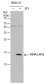 Anti-Japanese encephalitis virus NS4A antibody used in Western Blot (WB). GTX132028