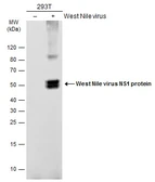 Anti-West Nile virus NS1 protein antibody used in Western Blot (WB). GTX132053